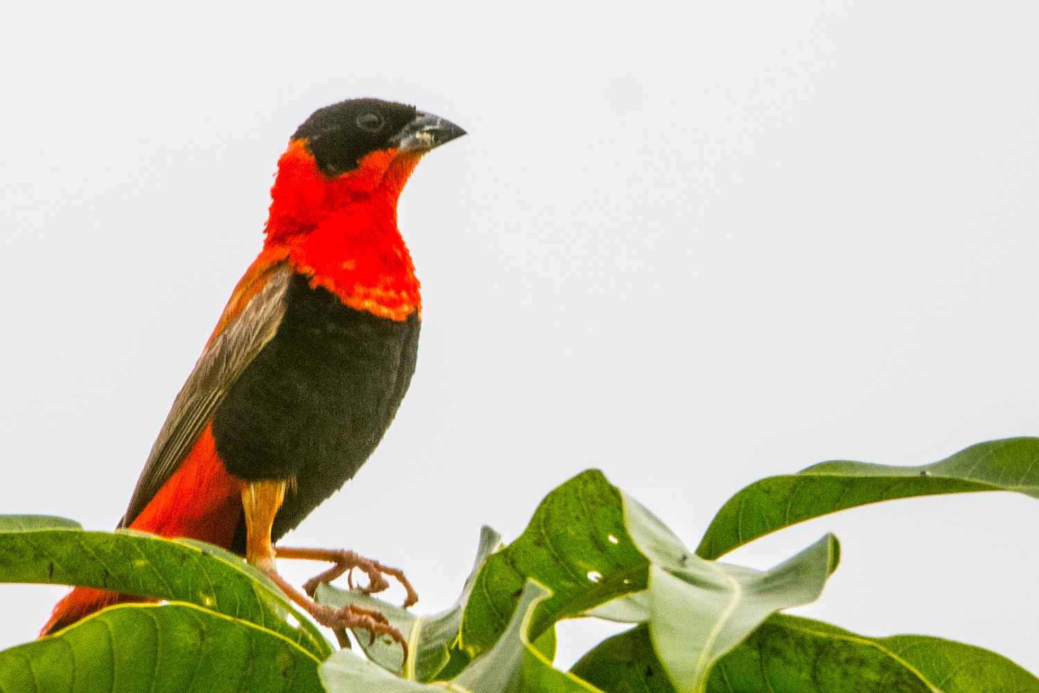 Euplecte Franciscain, (Northern Red Bishop, Euplectes Franciscanus), mâle adulte nuptial, Brousse de Somone.